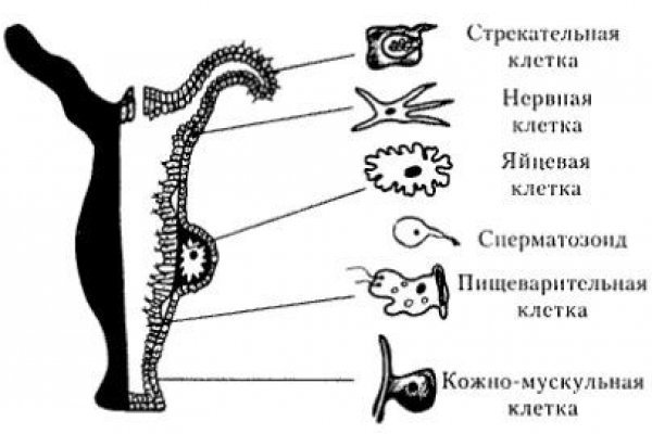 Кракен наркошоп сайт